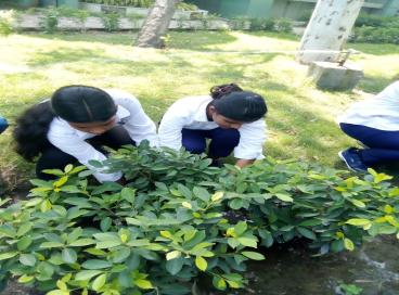 PLANTATION ACTIVITY
